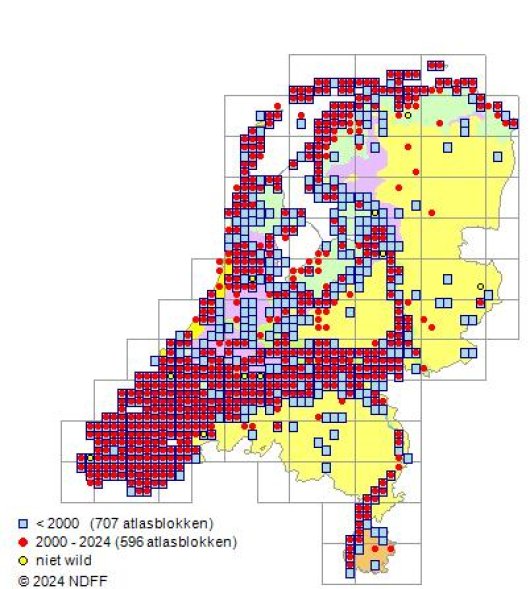 Trifolium fragiferum L.