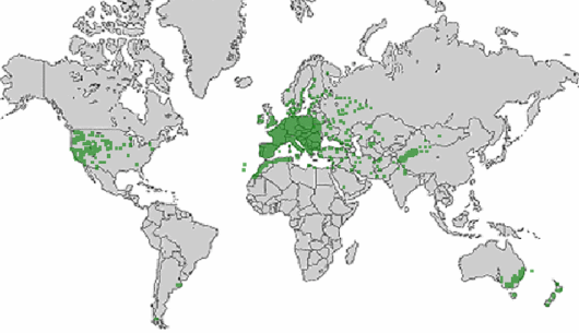 Trifolium fragiferum L.