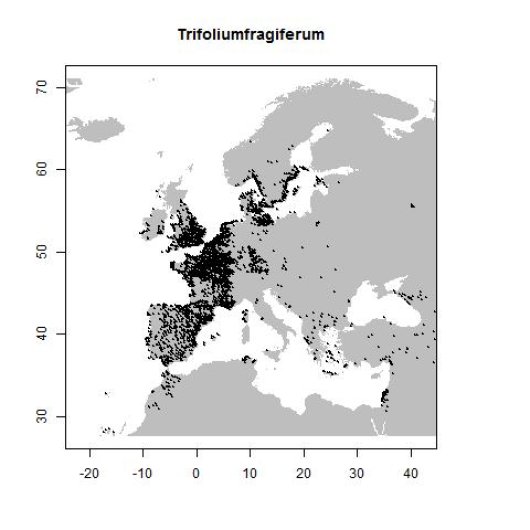 Trifolium fragiferum L.