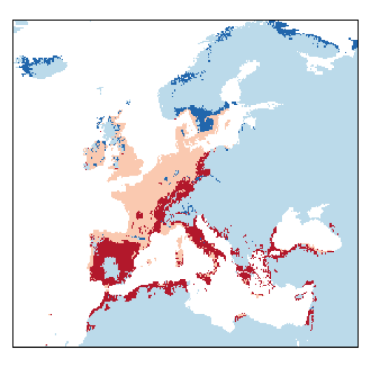 Trifolium fragiferum L.