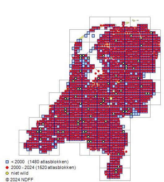 Trifolium hybridum subsp. hybridum