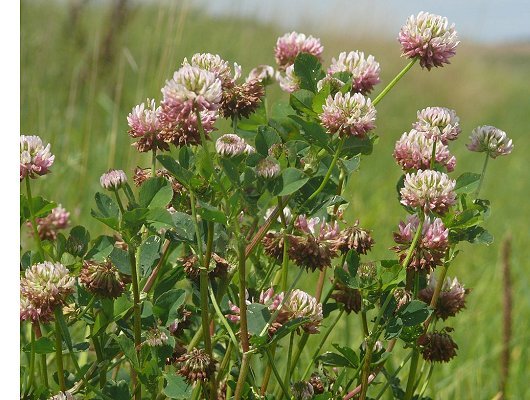 Trifolium hybridum subsp. hybridum