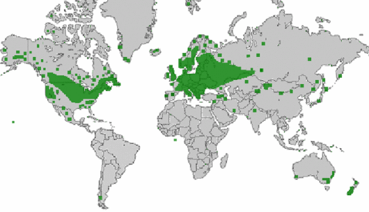 Trifolium hybridum subsp. hybridum
