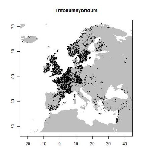Trifolium hybridum subsp. hybridum