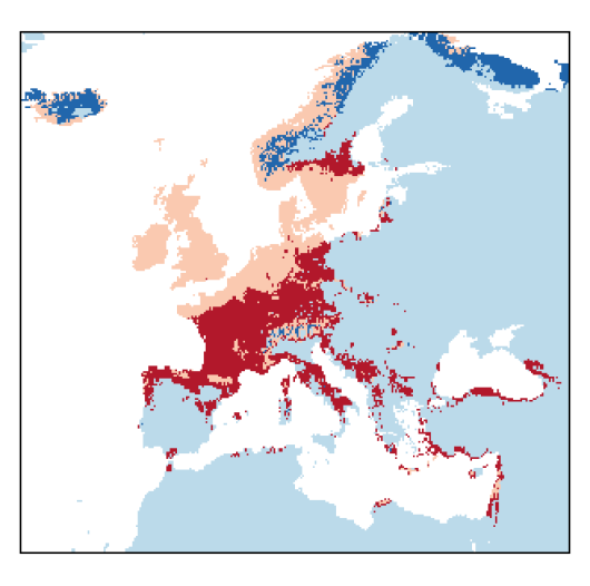 Trifolium hybridum subsp. hybridum