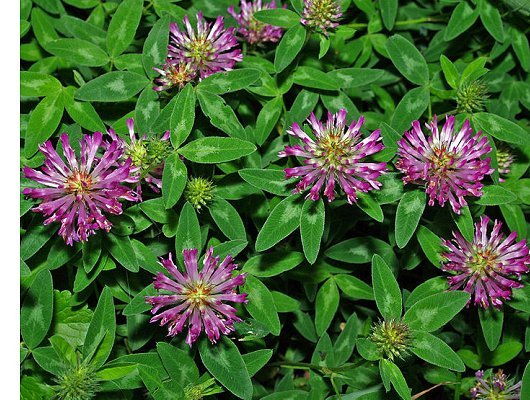 Trifolium medium L.