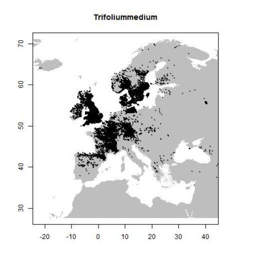 Trifolium medium L.