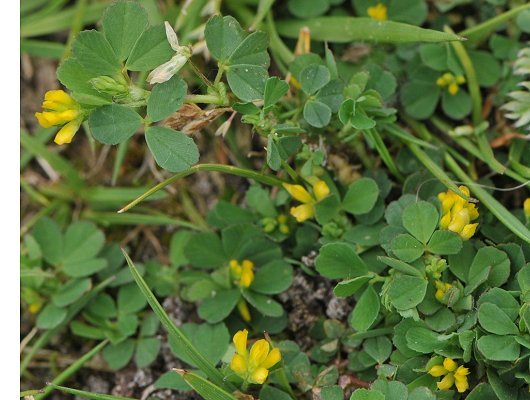 Trifolium micranthum Viv.