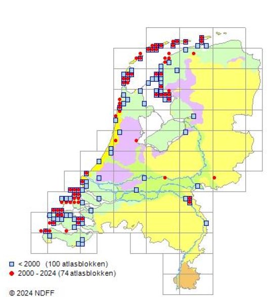 Trifolium micranthum Viv.