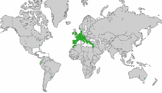 Trifolium micranthum Viv.