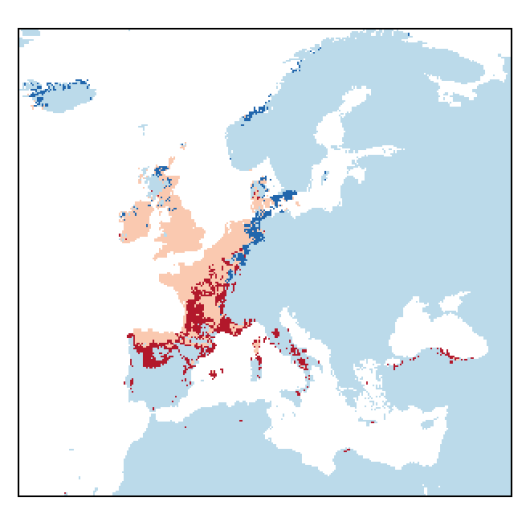 Trifolium micranthum Viv.