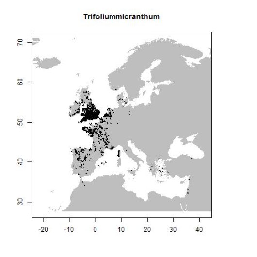 Trifolium micranthum Viv.