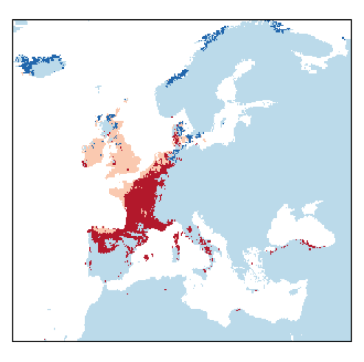 Trifolium micranthum Viv.