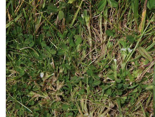 Trifolium ornithopodioides L.