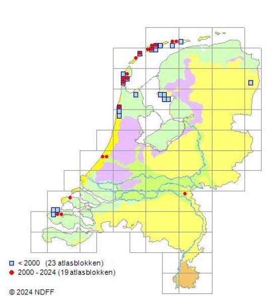 Trifolium ornithopodioides L.
