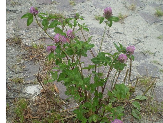 Trifolium pratense L.