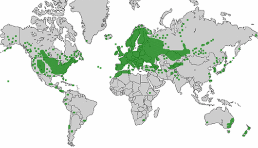 Trifolium pratense L.