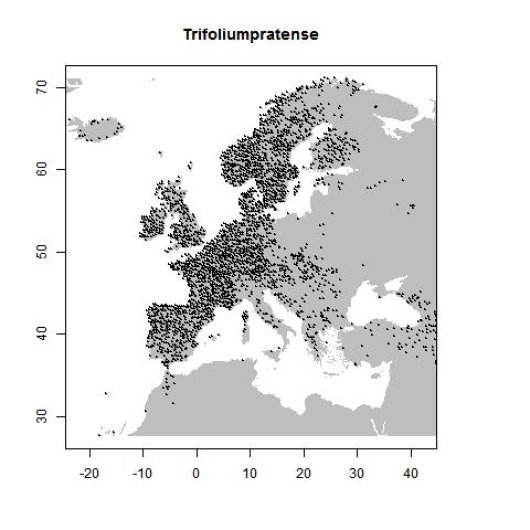 Trifolium pratense L.