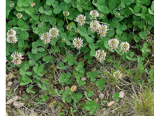 Trifolium repens L.