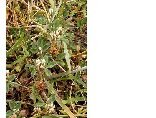Trifolium scabrum L.