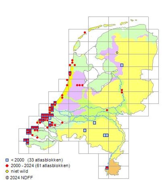 Trifolium scabrum L.