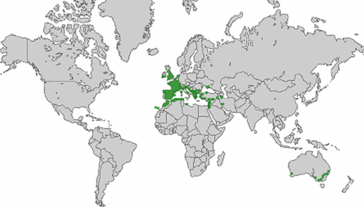 Trifolium scabrum L.