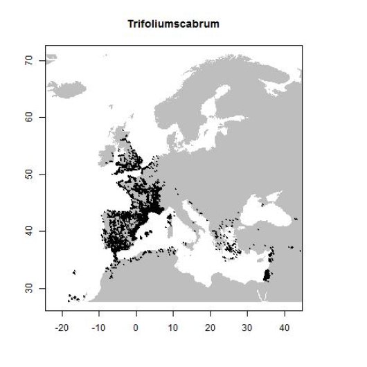 Trifolium scabrum L.