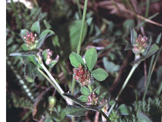 Trifolium striatum L.