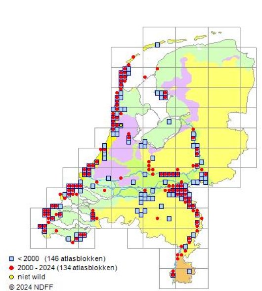 Trifolium striatum L.