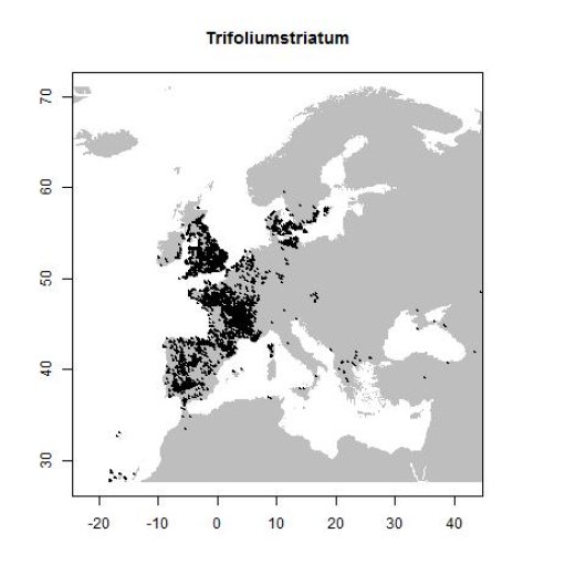 Trifolium striatum L.