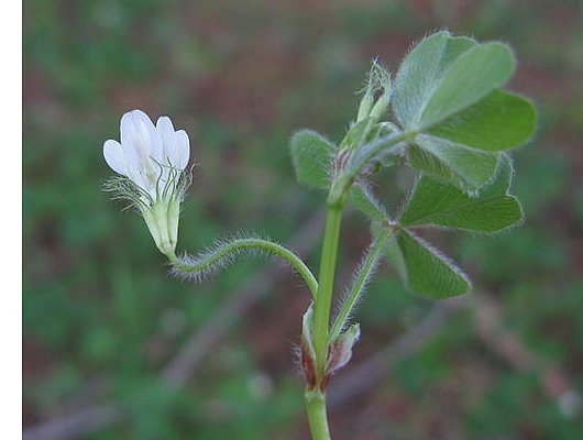 Trifolium subterraneum L.