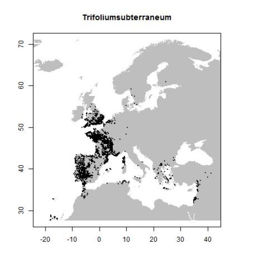 Trifolium subterraneum L.