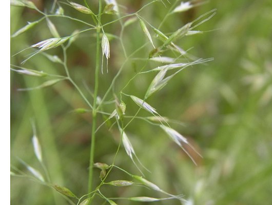 Trisetum flavescens (L.) P. Beauv.