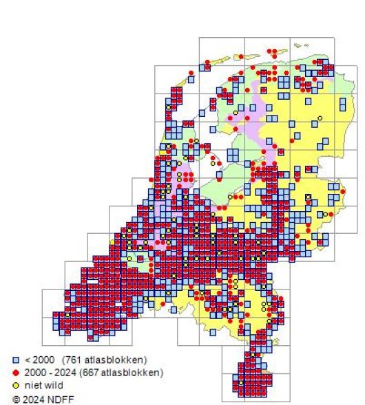 Trisetum flavescens (L.) P. Beauv.