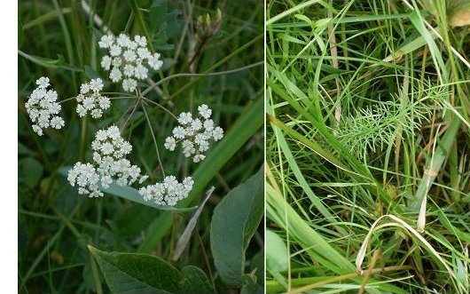 Trocdaris verticillatum (L.) Raf.