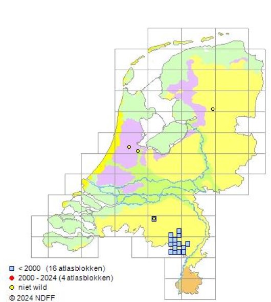 Trocdaris verticillatum (L.) Raf.