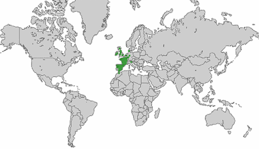 Trocdaris verticillatum (L.) Raf.