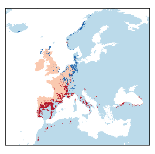 Trocdaris verticillatum (L.) Raf.