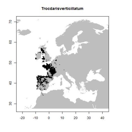 Trocdaris verticillatum (L.) Raf.