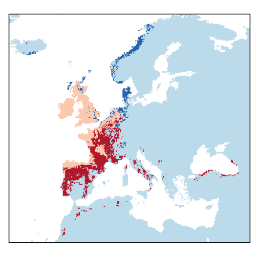 Trocdaris verticillatum (L.) Raf.