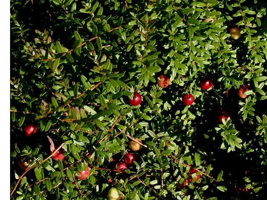 Vaccinium macrocarpon Aiton