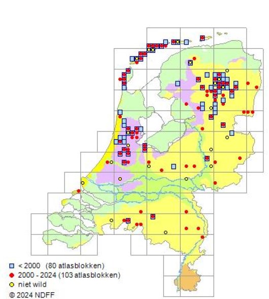 Vaccinium macrocarpon Aiton