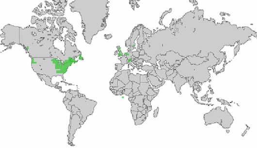 Vaccinium macrocarpon Aiton