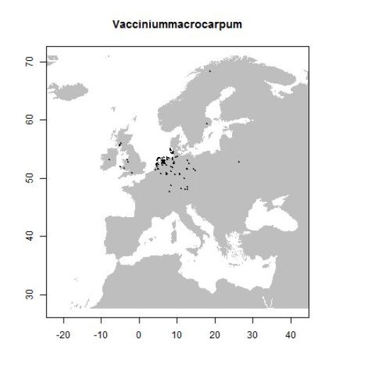 Vaccinium macrocarpon Aiton