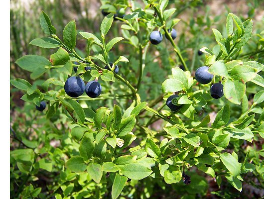 Vaccinium myrtillus L.