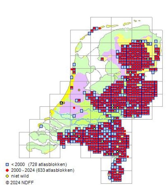 Vaccinium myrtillus L.