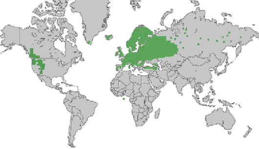 Vaccinium myrtillus L.