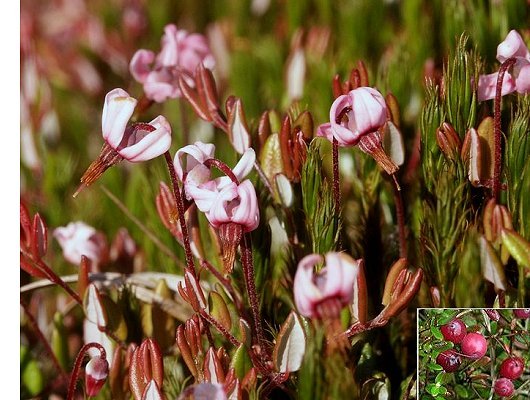 Vaccinium oxycoccos L.
