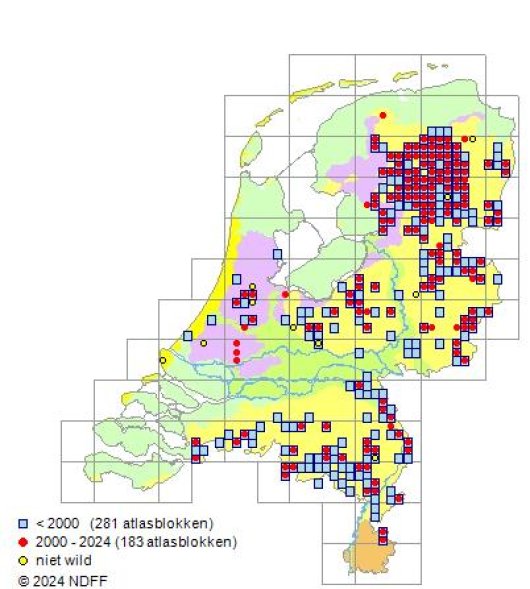 Vaccinium oxycoccos L.