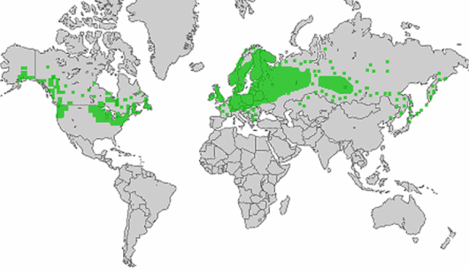 Vaccinium oxycoccos L.